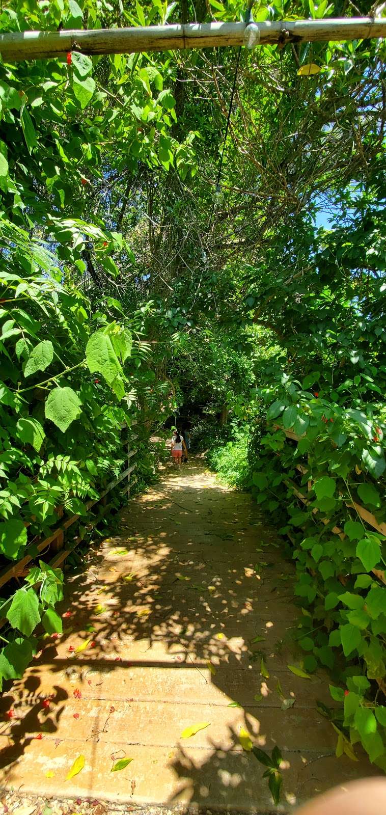 Buena Creek Gardens | 418 Buena Creek Rd, San Marcos, CA 92069, USA | Phone: (760) 744-2810