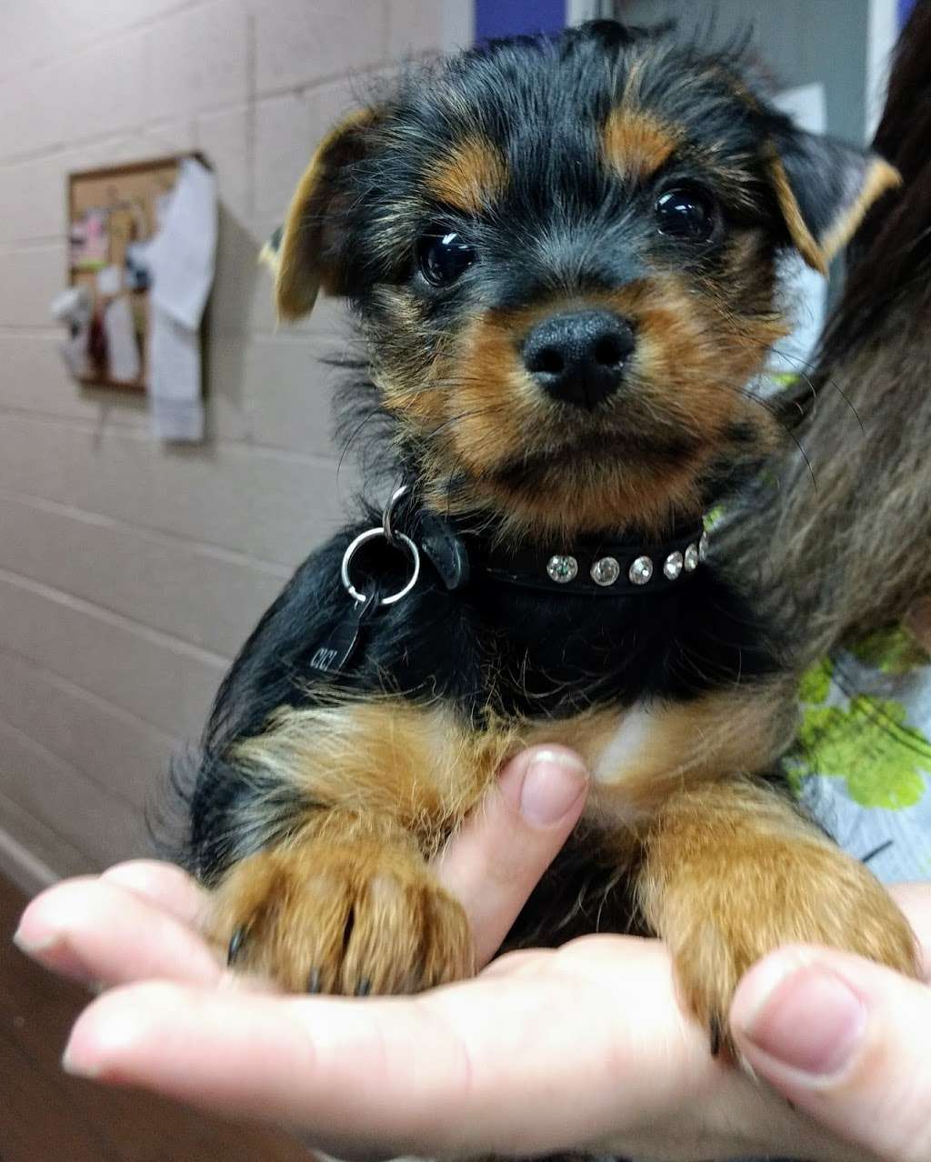 Indian Bend Animal Hospital | 3923 E Thunderbird Rd, Phoenix, AZ 85032, USA | Phone: (602) 867-2992