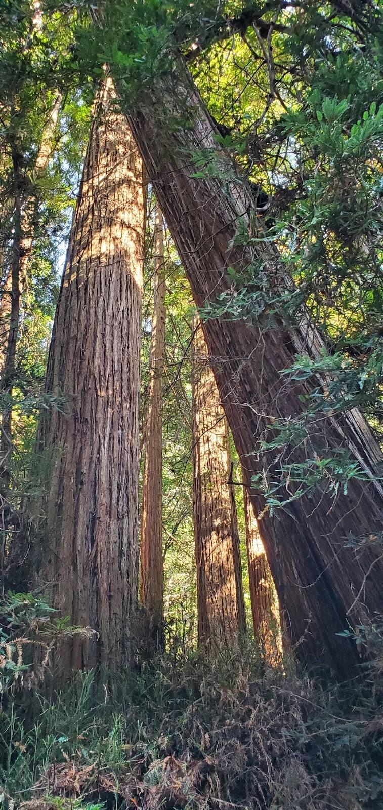 Muir Woods | 1 Muir Woods Rd, Mill Valley, CA 94941, USA | Phone: (415) 561-2850