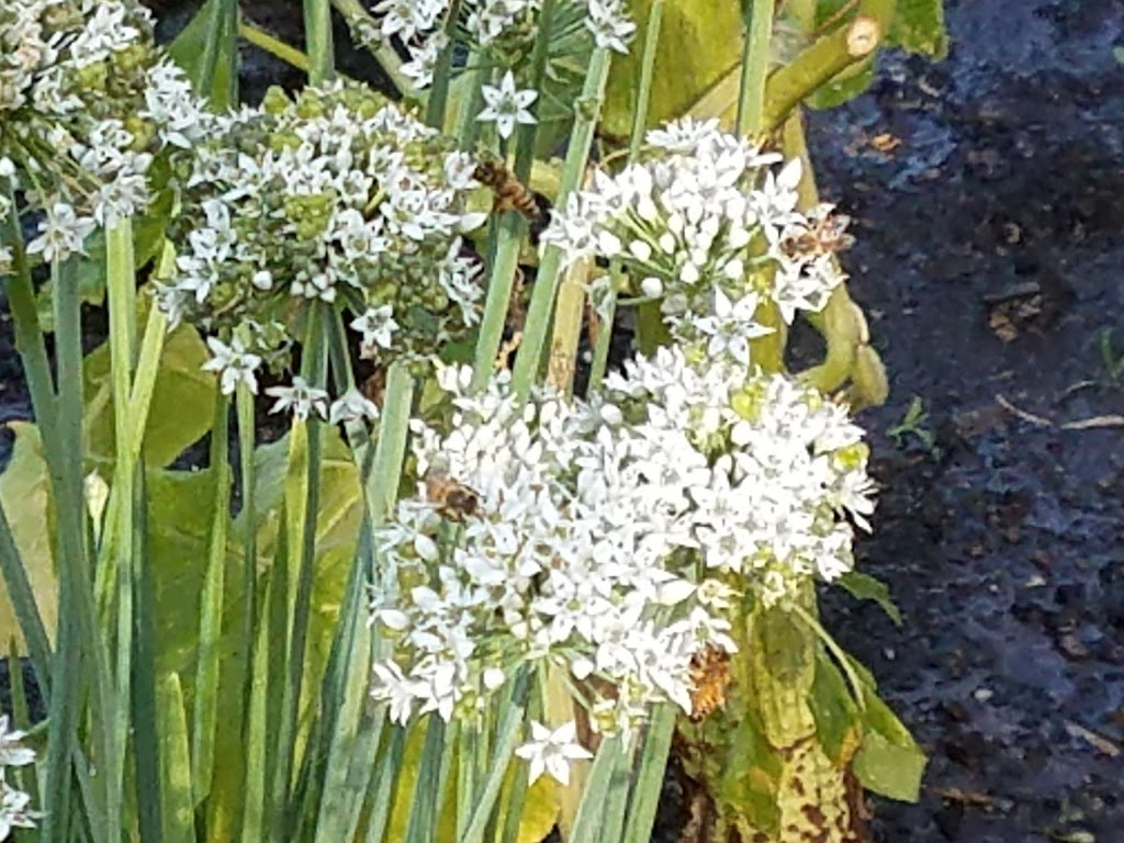 Beach Community Garden | 4629 N Campbell Ave, Portland, OR 97217 | Phone: (503) 823-7529