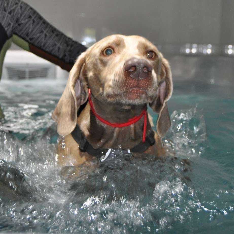 HydroDobes Canine Hydrotherapy | Hill house, Stacey drive, Langdon hills, Langdon Hills, Basildon SS16 5PB, UK | Phone: 01268 419239