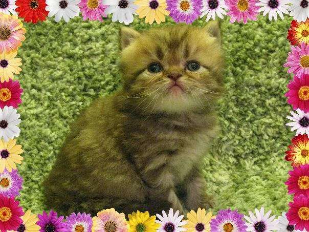 KocaKola Persian Kittens | 317 Locust Pass, Ocala, FL 34472, USA | Phone: (352) 239-3404