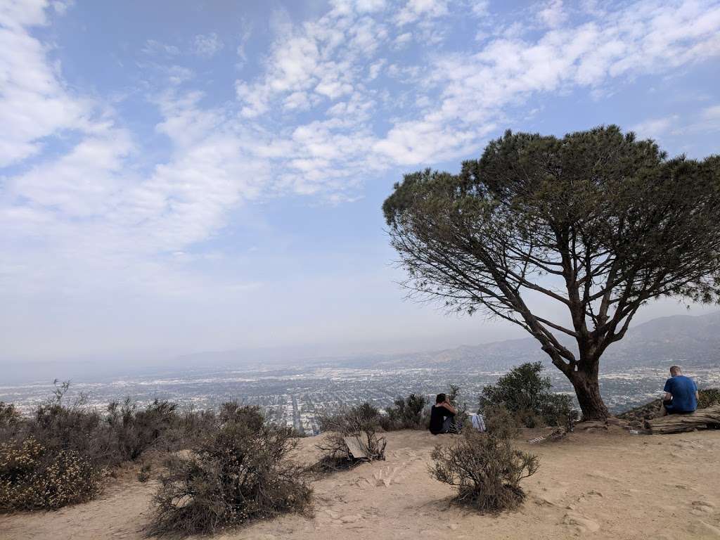 Wisdom tree | 3052 Lake Hollywood Dr, Los Angeles, CA 90068, USA