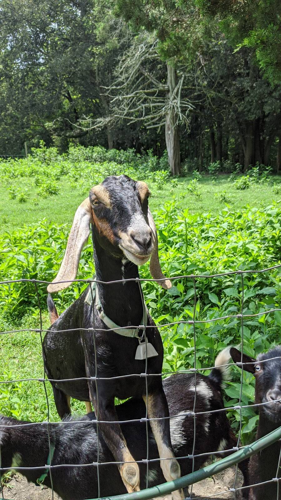 Brookhaven Mill Farm | 1617 Brookhaven Mill Rd, Greensboro, NC 27406, USA | Phone: (910) 465-6899