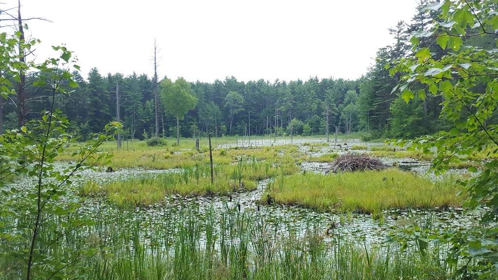 Spalding Park Town Forest | Hollis, NH 03049, USA