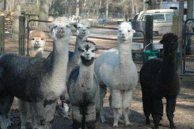 Secret World Alpacas | 7453 Todds Wharf Rd, Preston, MD 21655, USA | Phone: (410) 310-9423