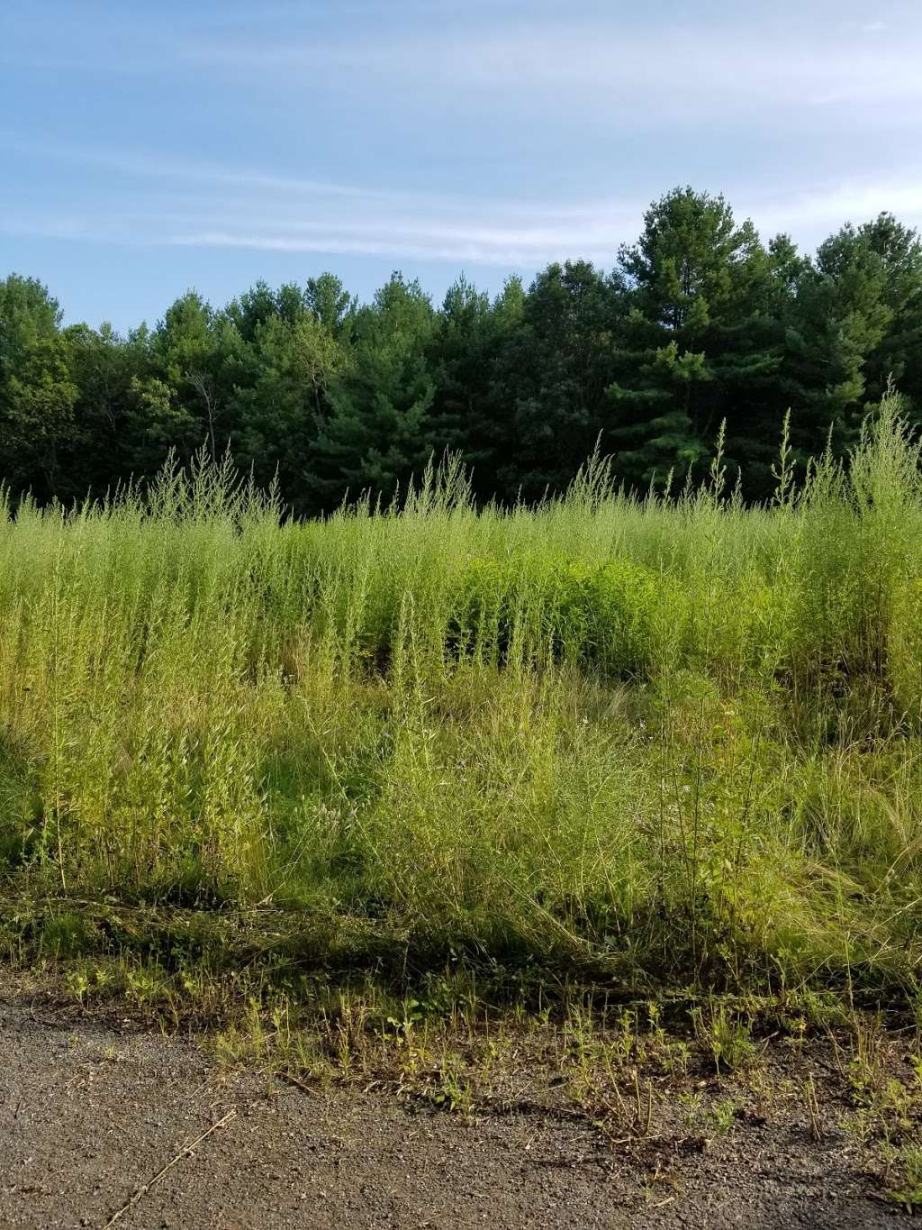 Oxbow Meadows Wildlife Area | 25 Williams Rd, Wayland, MA 01778