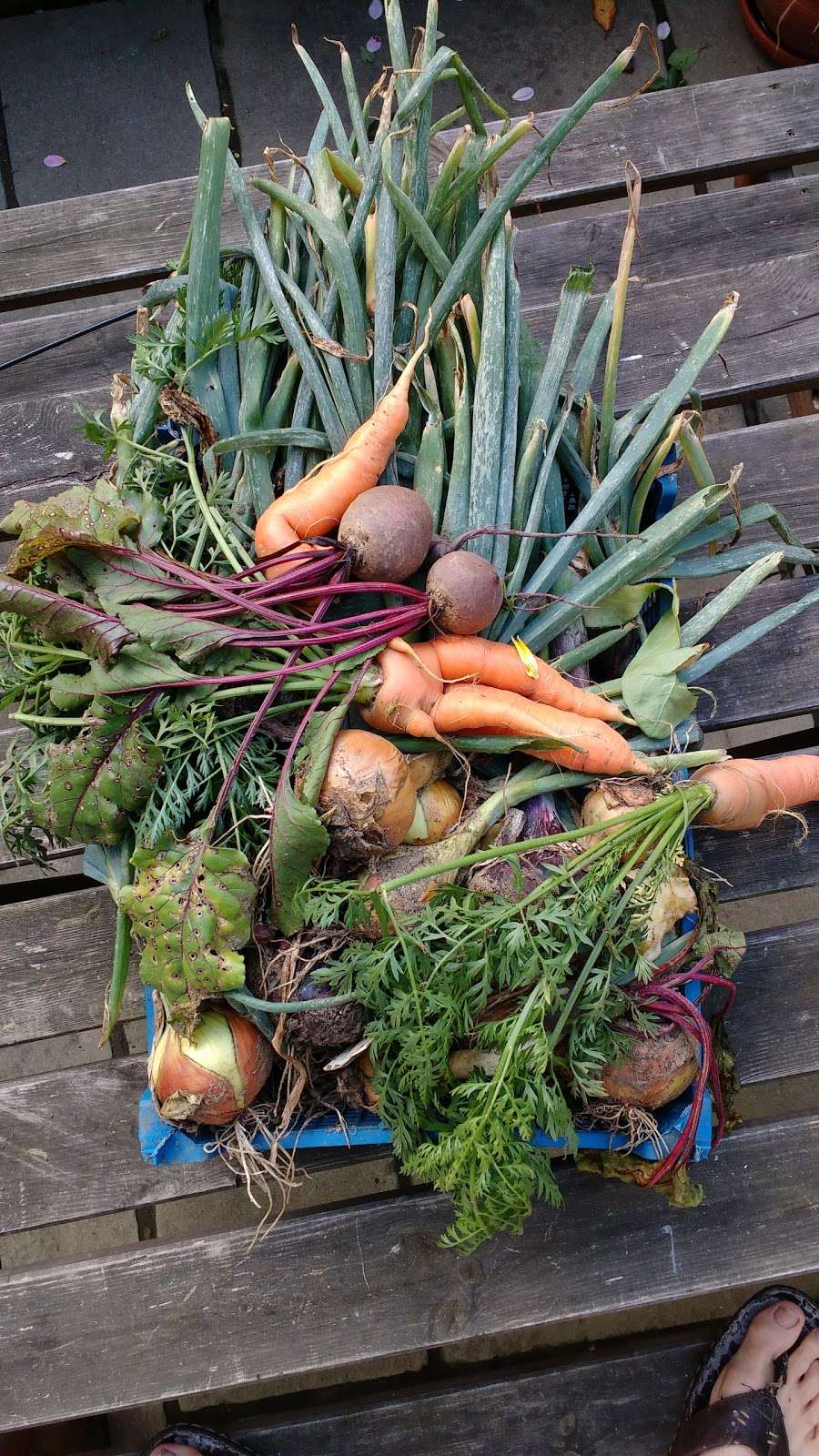 Putney Vale Allotment Society | 92 Stroud Cres, Wimbledon, London SW15 3EH, UK