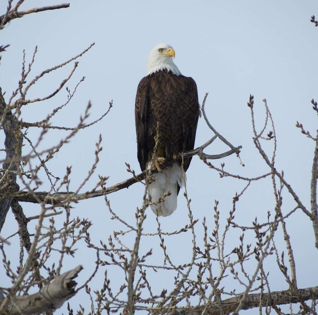 Bird Conservancy of the Rockies | 14500 Lark Bunting Ln, Brighton, CO 80603, USA | Phone: (303) 659-4348