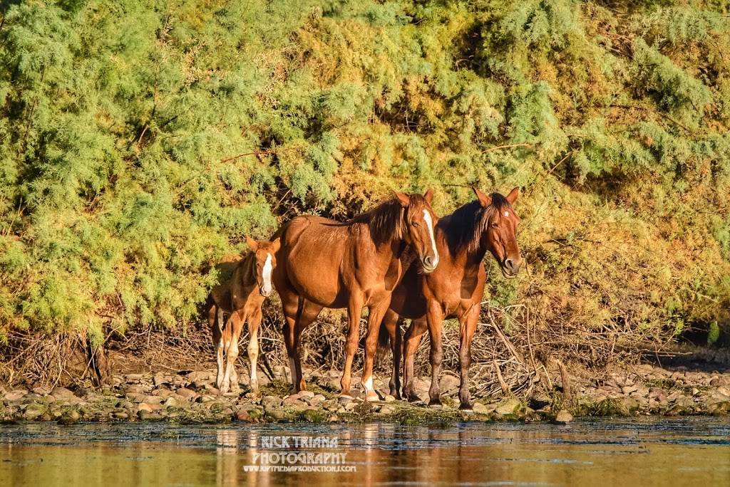 Phon D Sutton Recreation Area | Fort McDowell, AZ 85264 | Phone: (480) 610-3300