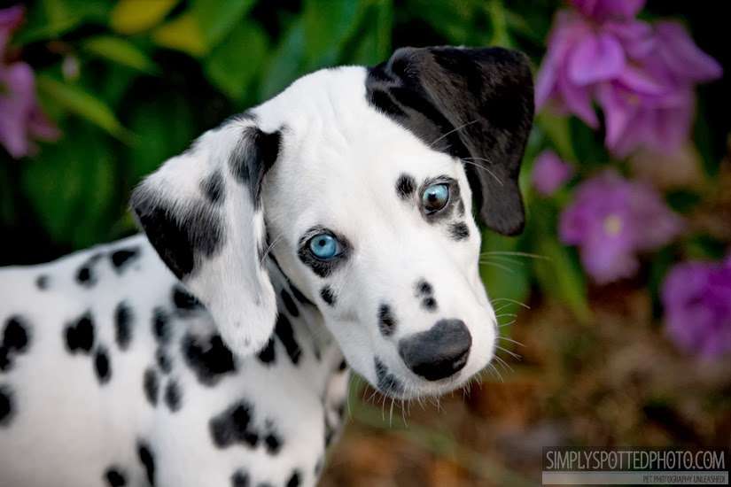 99 Dalmatians | 871 Father Capodanno Blvd, Staten Island, NY 10305, USA | Phone: (347) 666-6116