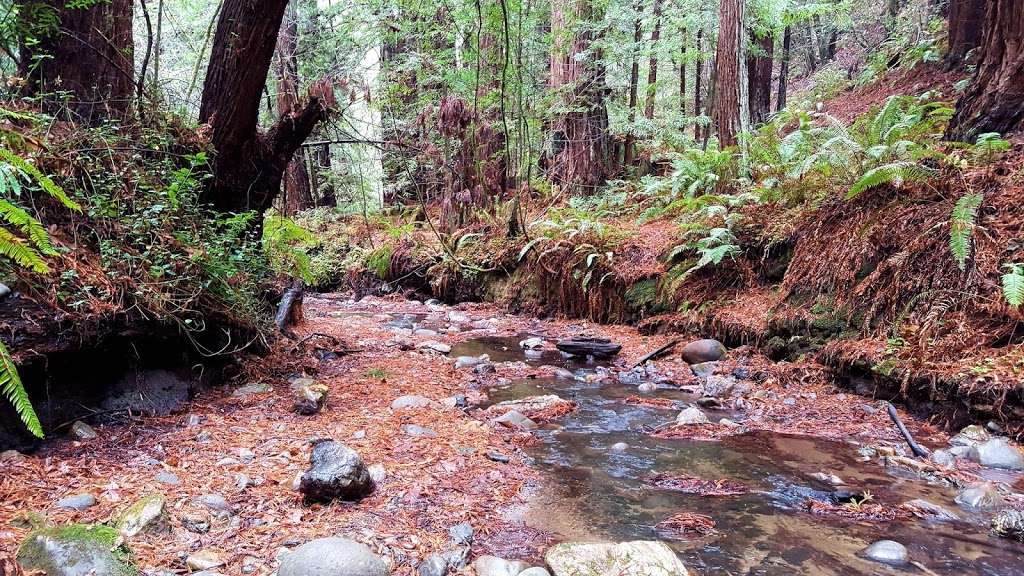 North Ridge Trail, Purisima Creek Redwoods Open Space Preserve | 13130 Skyline Blvd, Redwood City, CA 94062, USA | Phone: (650) 691-1200