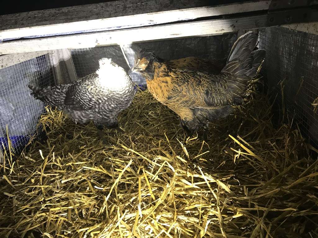 M&D Bird World Exotic Birds | 26754 Lewes Georgetown Hwy, Harbeson, DE 19951, USA | Phone: (302) 684-4101