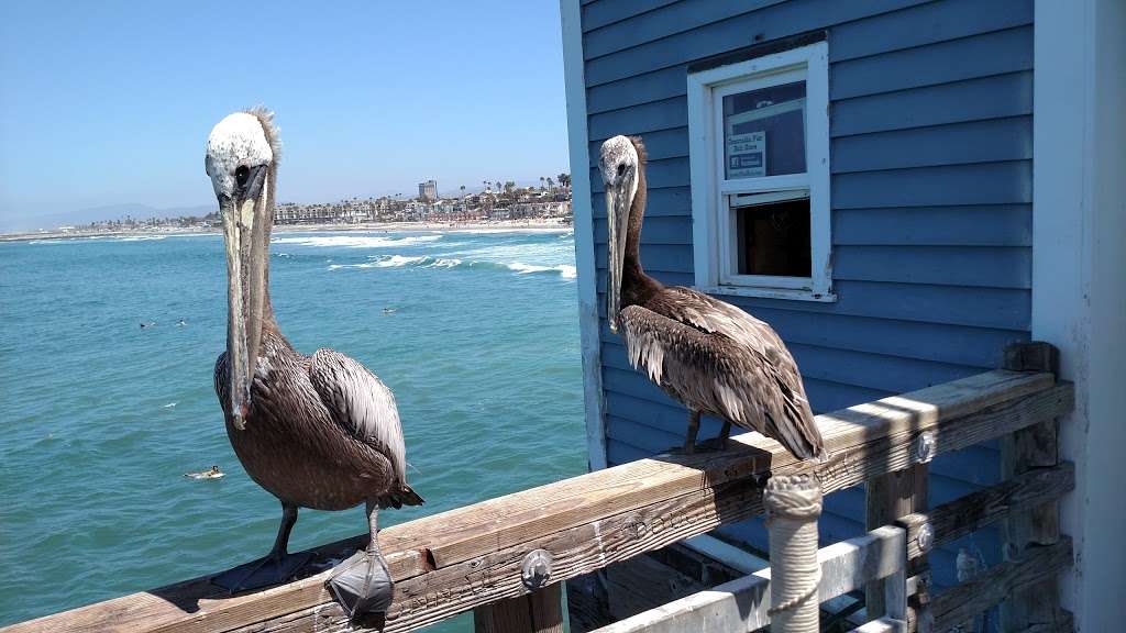 Oceanside Pier Bait Store | 10 Oceanside Pier, Oceanside, CA 92054, USA | Phone: (760) 722-3936