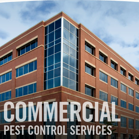 Pestprotection Pest Control | 14071 Peyton Dr #2455, Chino Hills, CA 91709, USA | Phone: (626) 483-1090