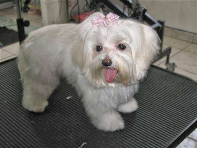 A Classic Clip Plus Pet Grooming and Boutique | 50 W 3rd Ave # 105, Collegeville, PA 19426 | Phone: (610) 489-3700