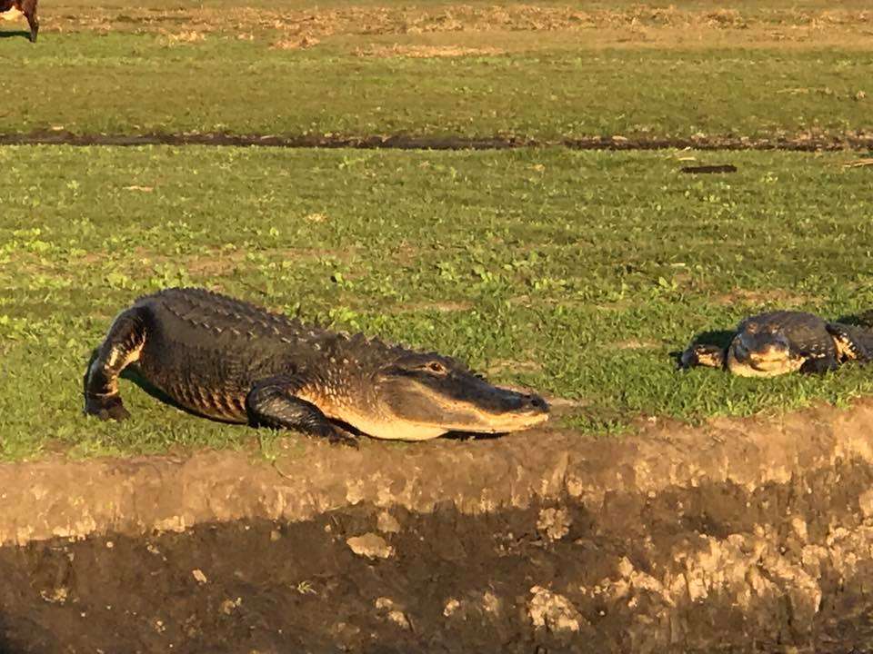 Capt Dukes Airboat Rides | 28500 East Colonial Drive, -Service Location 4825 Worth Ave, Titusville, FL 32780-Office, Christmas, FL 32709 | Phone: (321) 222-8969