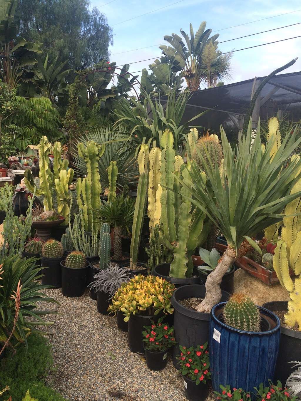 Gardens By The Sea Nursery | 1500 N Coast Hwy 101, Encinitas, CA 92024, USA | Phone: (760) 840-0270