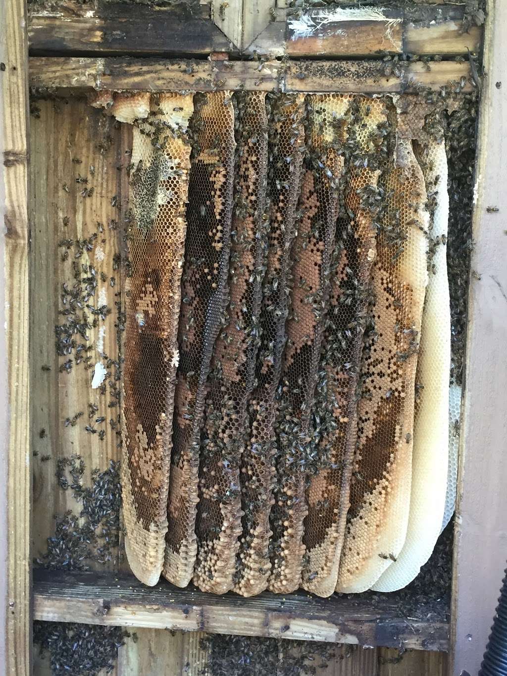 Easy Removal Solutions ( Bee removal) | 13211 74th St N, West Palm Beach, FL 33412 | Phone: (561) 248-7256