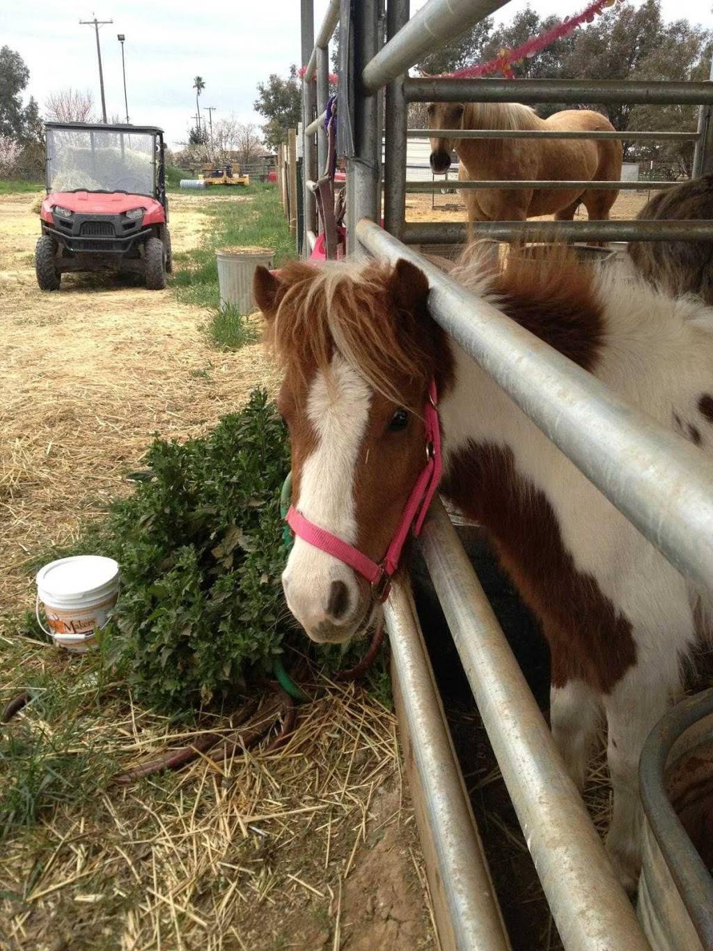 Copperwood Training Stables | 3406 E Behymer Ave, Clovis, CA 93619, USA | Phone: (559) 304-6949