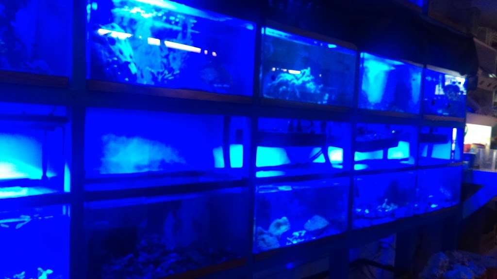 Aquarium World | 1512 Meetinghouse Rd, Upper Chichester, PA 19061, USA | Phone: (610) 485-3189