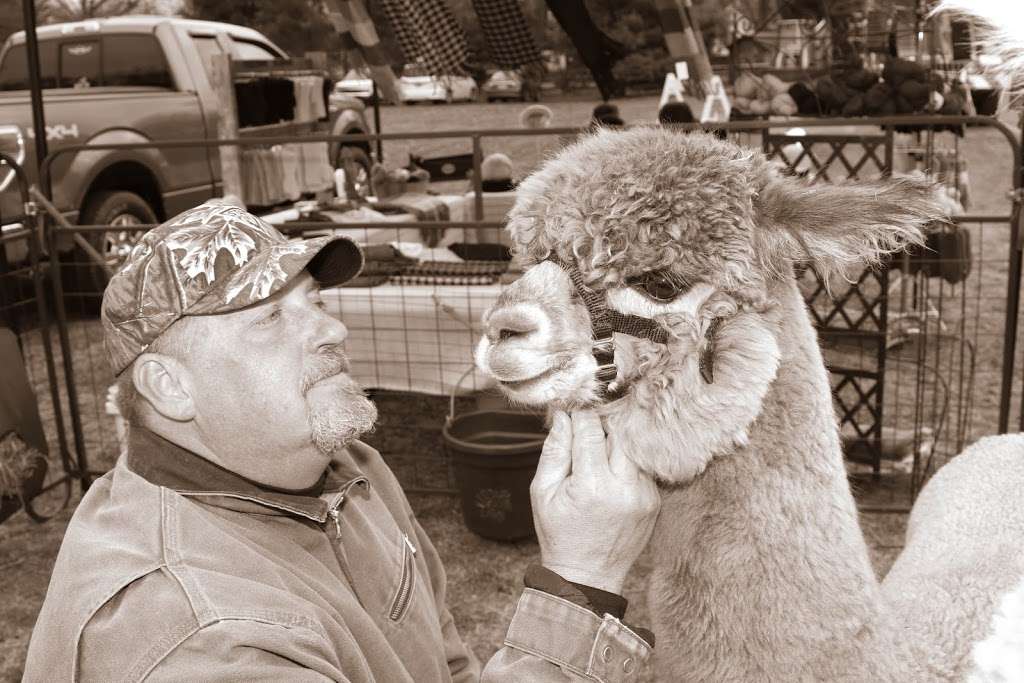 My Poppys Alpacas, LLC | 59 Hopkins Road, ***CALL FOR APPOINTMENT***, New Egypt, NJ 08533, USA | Phone: (848) 207-7040