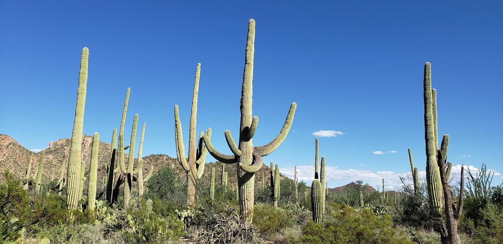 Saguaro National Park Tucson Mountain District (West) Visitor Center | 2700 N Kinney Rd, Tucson, AZ 85743, USA | Phone: (520) 733-5158