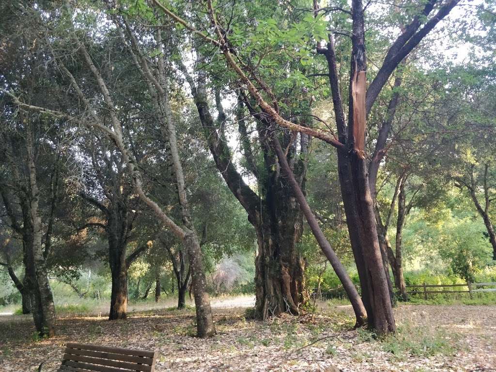 Jepson Laurel Tree | Sawyer Camp Recreation Trail, Burlingame, CA 94010, USA