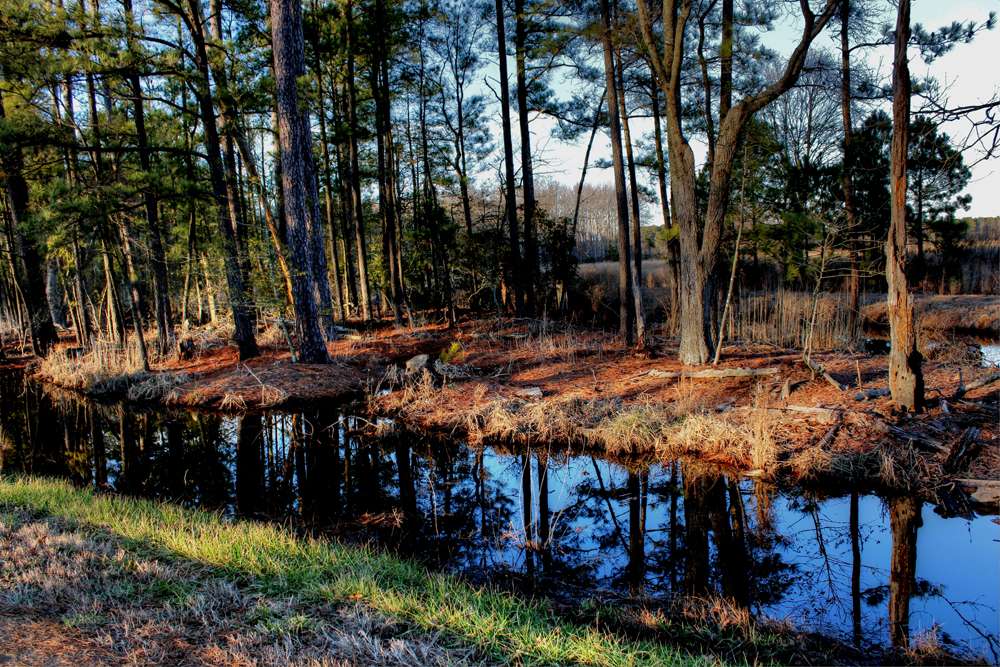 Blackwater National Wildlife Refuge | Maryland, USA