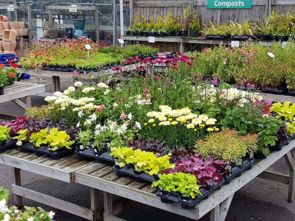 Barnes Nurseries | 46 Woodmansterne Ln, Wallington SM6 0SW, UK | Phone: 020 8647 8213