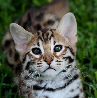 Texas Star Bengals | Lavon, TX 75166, USA | Phone: (214) 552-0901