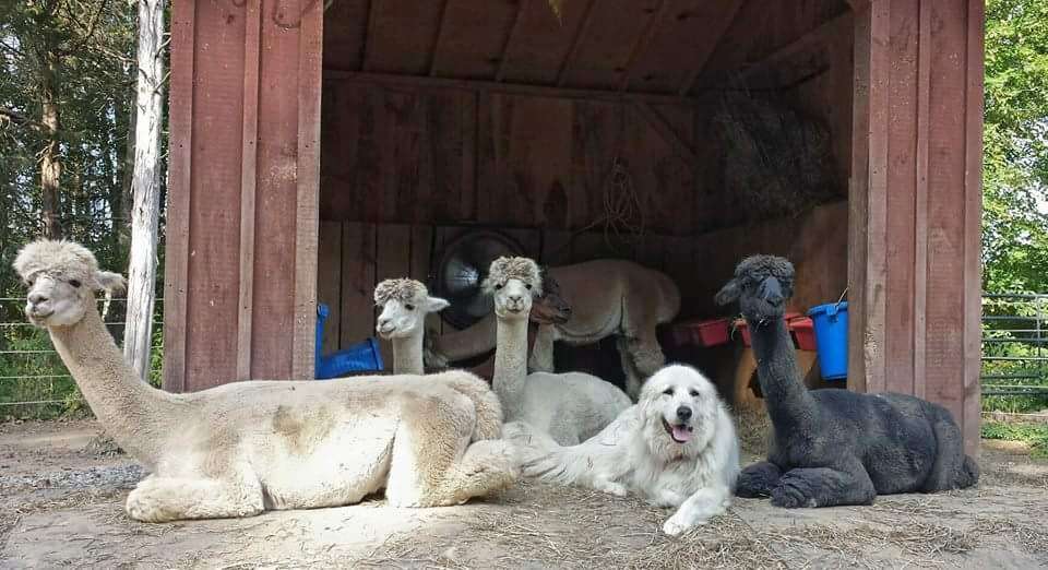 Little Brushwood Alpaca Farm & Country Store | 51 Parsons Rd, Newton, NJ 07860, USA | Phone: (973) 579-0021