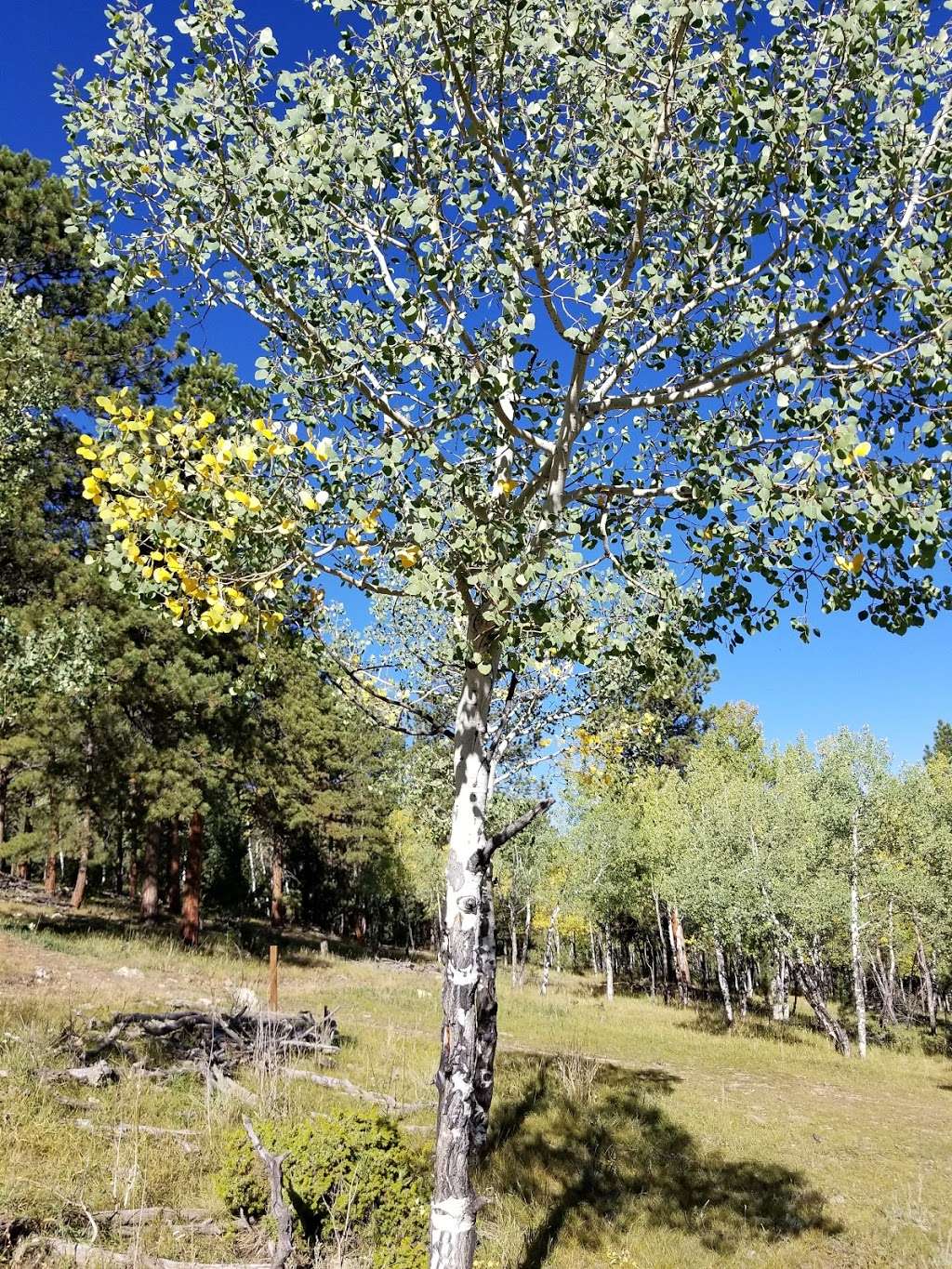 Bailey Disc Golf Course | 515-521 Rosalie Rd, Bailey, CO 80421, USA