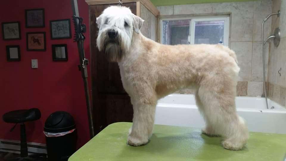 Canine Culture Grooming Studio | 3951 Evergreen Pkwy SUITE #110, Evergreen, CO 80439, USA | Phone: (720) 271-8403