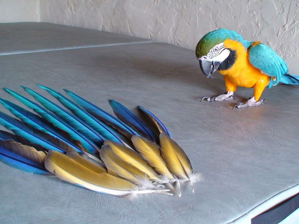 Parrot Toys and Supplies | 907 18th Ave N, Lake Worth, FL 33460, USA | Phone: (866) 849-0650