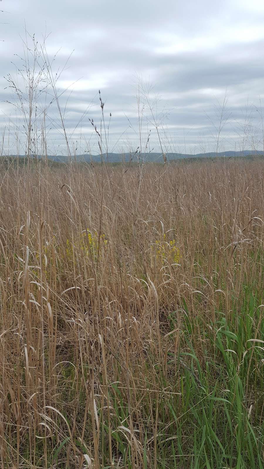 Old Dry Road Farm Inc | 202 Highland Rd, Wernersville, PA 19565, USA | Phone: (610) 693-6000