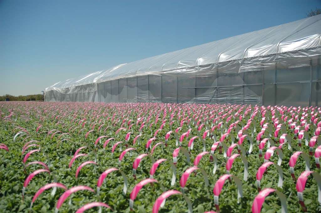 Hionis Greenhouses | 4 Coddington Rd, Whitehouse Station, NJ 08889, USA | Phone: (908) 534-7710