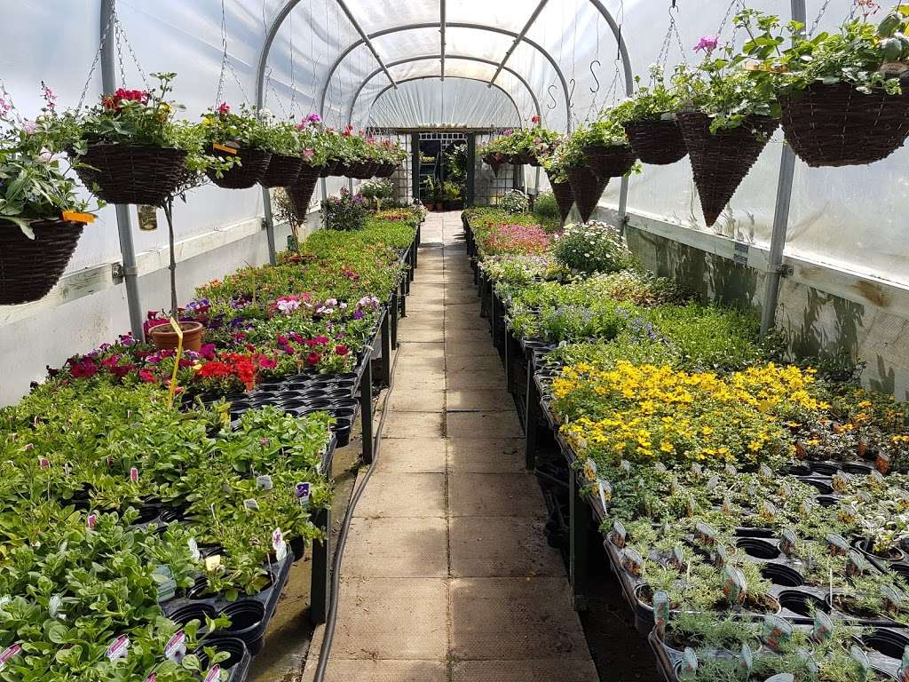 Hillcrest Nurseries | Brentwood Rd, Herongate, Ingrave, Herongate, Brentwood CM13 3NZ, UK | Phone: 01277 810385