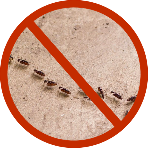 Raven Termite and Pest Control | 1335 Canberra Dr, Baltimore, MD 21221, USA | Phone: (443) 505-3194