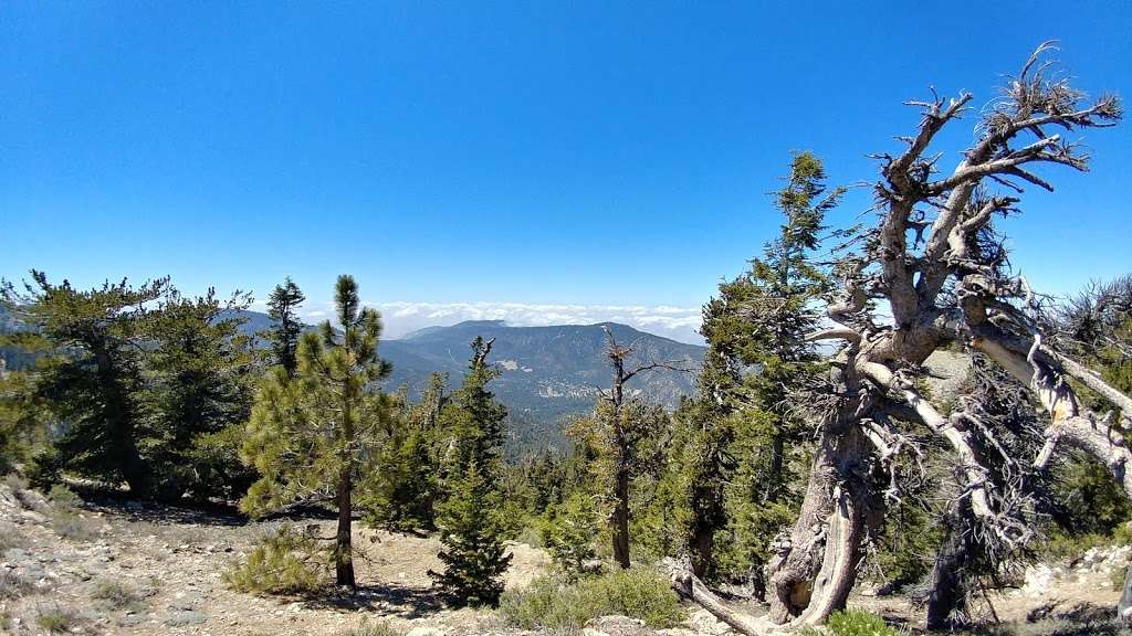 Mt. Pinos Hiking Trail | Forest Rte 9N24, Frazier Park, CA 93225, USA