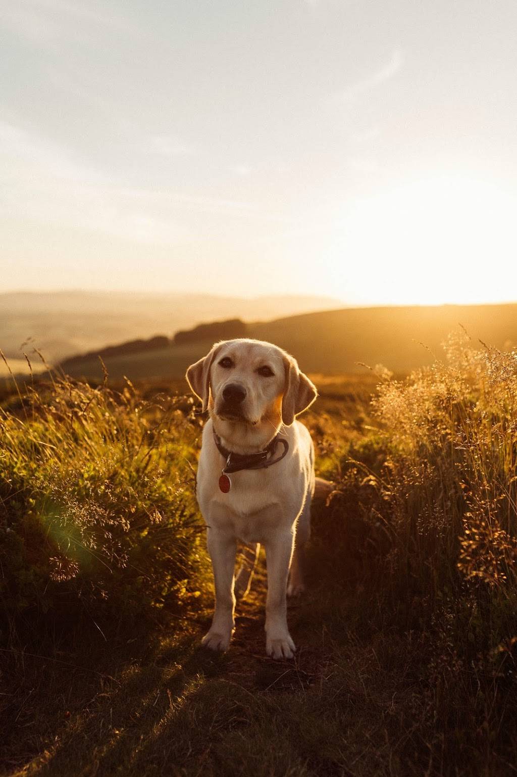 The Bridge Pet Cemetery | 6500 E Bell Rd, Scottsdale, AZ 85254, USA | Phone: (480) 991-5800