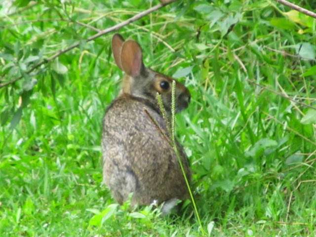 Dr. Ned and Fay Dudney Clear Creek Nature Center | 1220 Egret Bay Blvd, League City, TX 77573 | Phone: (281) 554-1181