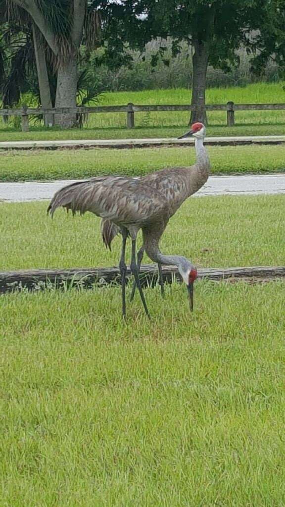 F. Burton Smith Regional Park | 7575 W King St, Cocoa, FL 32926, USA | Phone: (321) 633-1874
