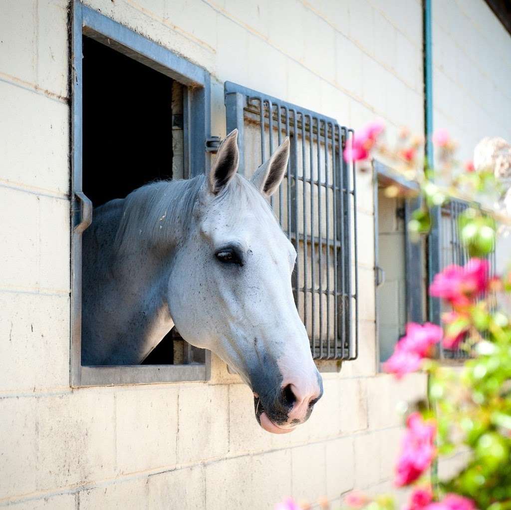 Clarendon Equine Vets | Bexfields Farm, Galleywood Rd, Chelmsford CM2 8BY, UK | Phone: 01245 346904