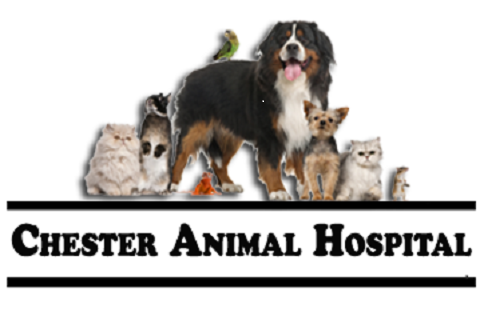 Chester Animal Hospital | 74 W Main St, Chester, NJ 07930, USA | Phone: (908) 879-5161