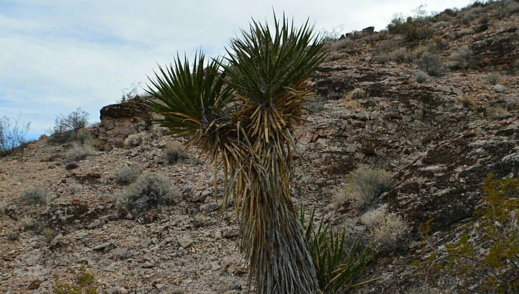 Gypsum Ridge Trailhead | Las Vegas, NV 89178, USA