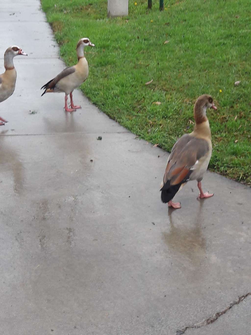 Meadow Park | 73 Greenbough, Irvine, CA 92614, USA