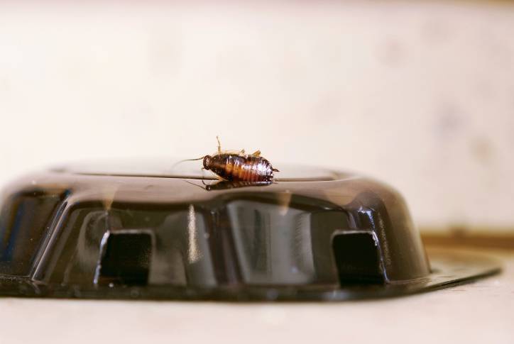 Lawrence Pest Control | Termite Extermination, Mice & Pest Contr | 4725 Lamar Ave, Mission, KS 66202, USA | Phone: (913) 677-3003