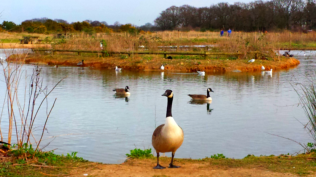 Jubilee Pond, Wanstead Flats, Part of Epping Forest | Dames Rd, London E11 3NW, UK