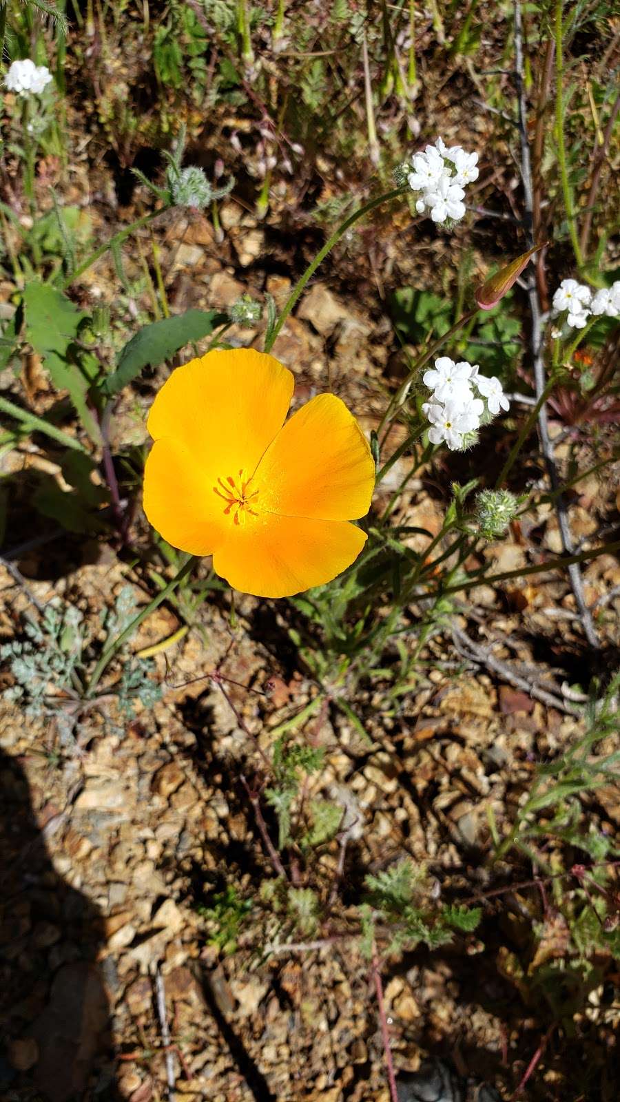 Wildflower Viewing Area | I-15, Lake Elsinore, CA 92532, United States